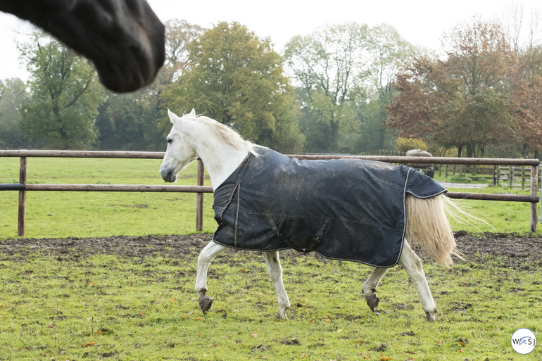 Photo © Jenny Abrahamsson for World of Showjumping.