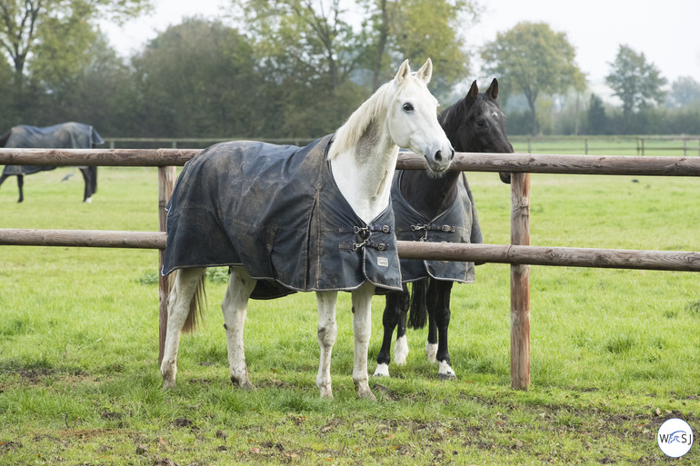 Photo © Jenny Abrahamsson for World of Showjumping.