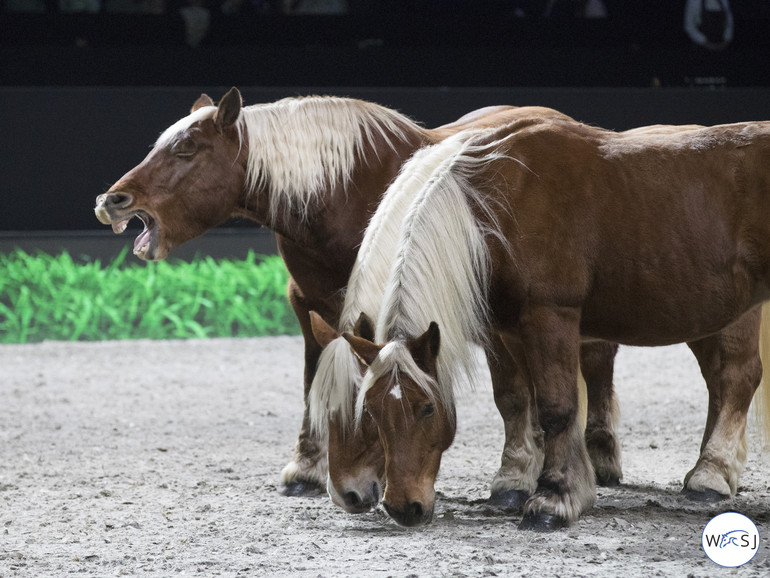 Photo © Jenny Abrahamsson for World of Showjumping.