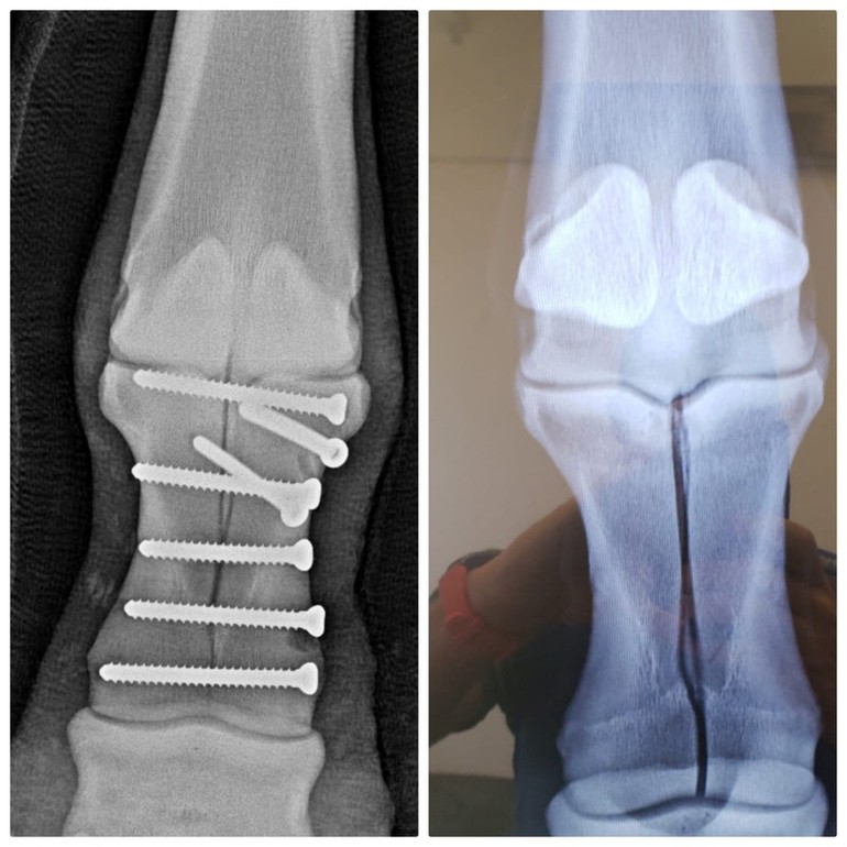 Left: Vitiki's leg after surgery. Right: A photo of the latest x-ray of the same leg. 