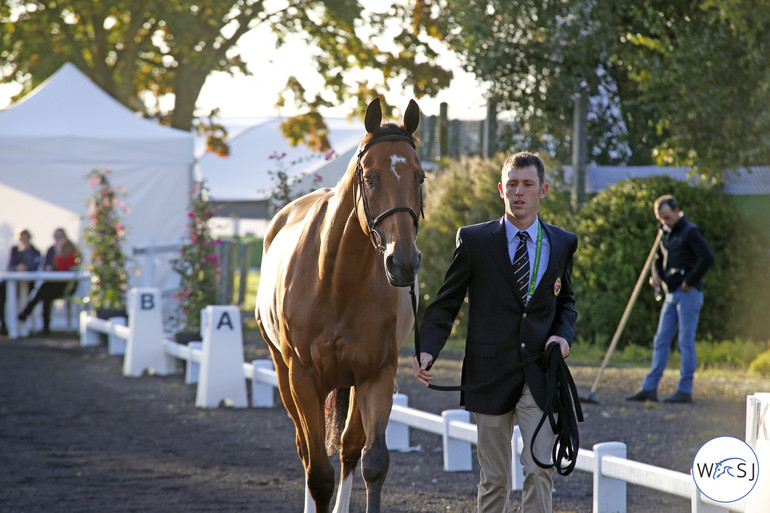 Photo © Jenny Abrahamsson for World of Showjumping. 