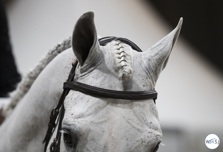 Photo © Jenny Abrahamsson for World of Showjumping