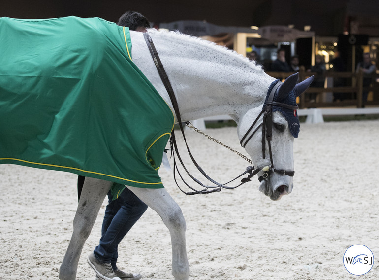 Photo © Jenny Abrahamsson for World of Showjumping. 