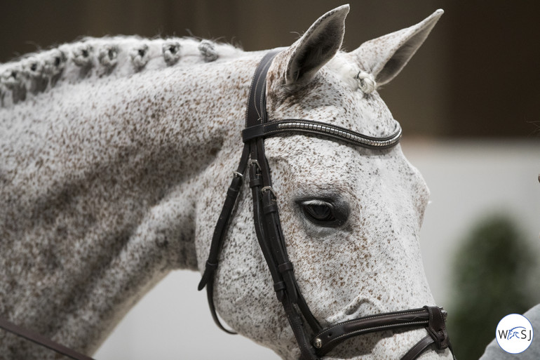 Photo © Jenny Abrahamsson for World of Showjumping.