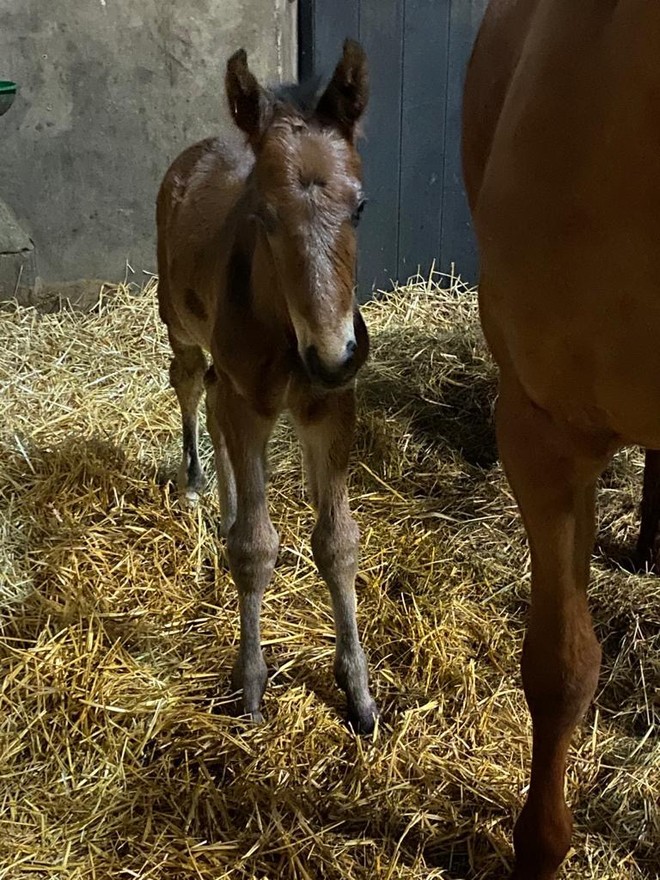 The son of Cornet du Lys and Electra Van’t Roosakker