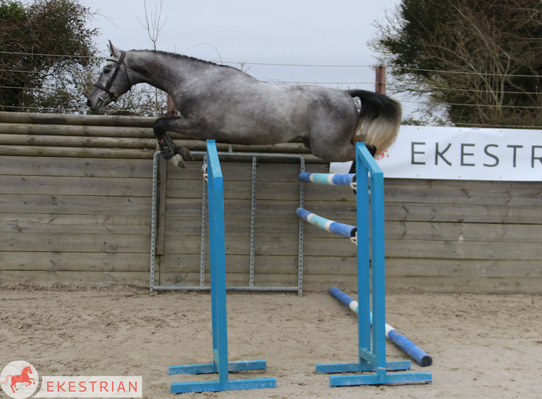 Photo © Ekestrian Elite Auction. 