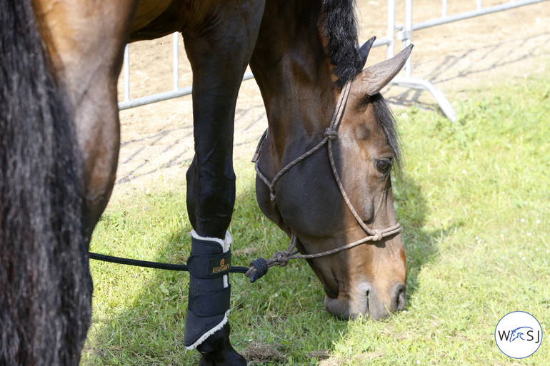 Photo © Jenny Abrahamsson for World of Showjumping.