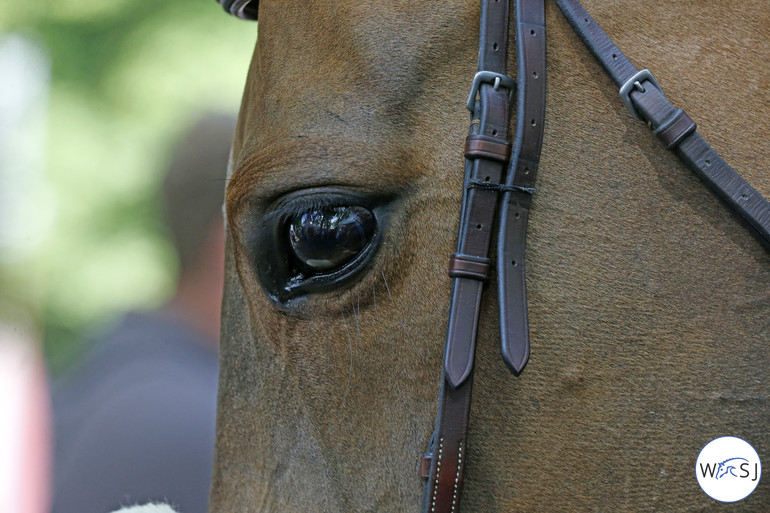 Photo © Jenny Abrahamsson for World of Showjumping