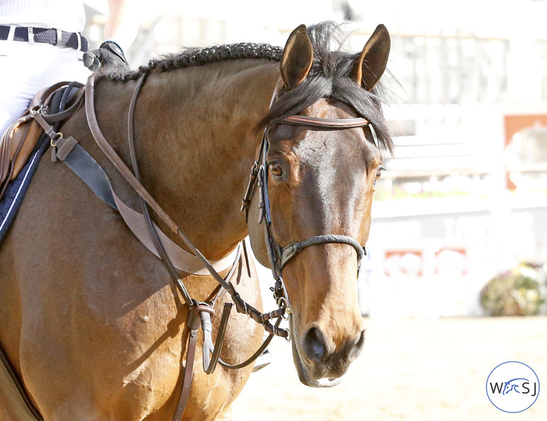 Photo © Jenny Abrahamsson for World of Showjumping.