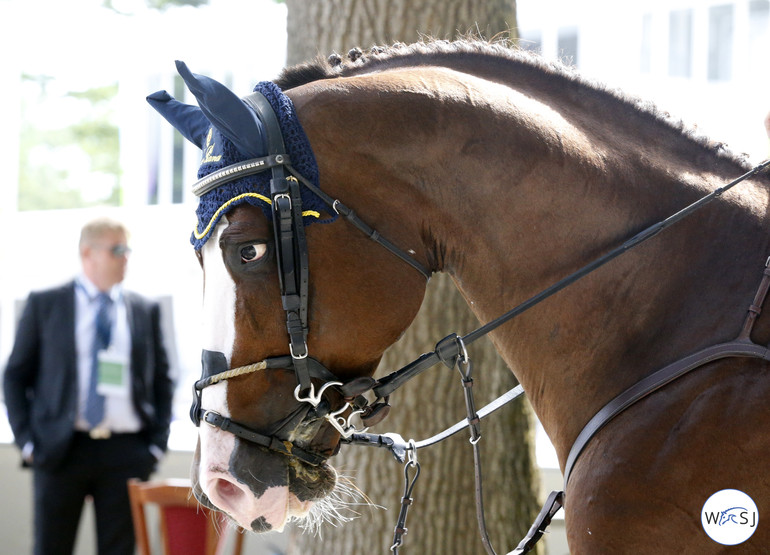 Photo © Jenny Abrahamsson for World of Showjumping.