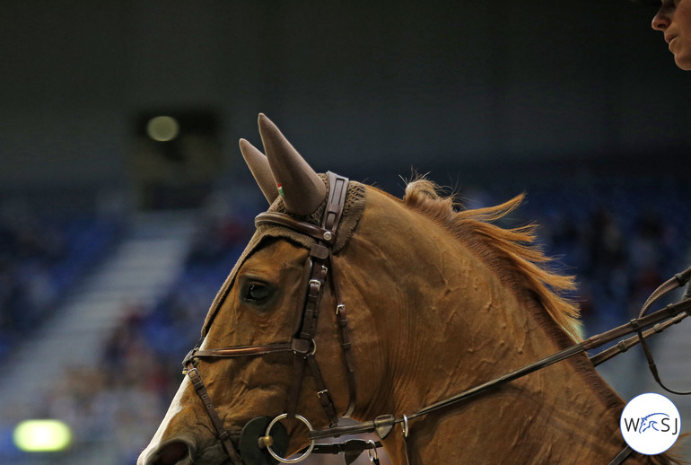 Photo © Jenny Abrahamsson for World of Showjumping.