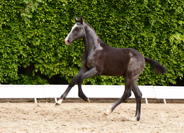 Lot no.5: A Cornet Obolensky-Chin Champ filly