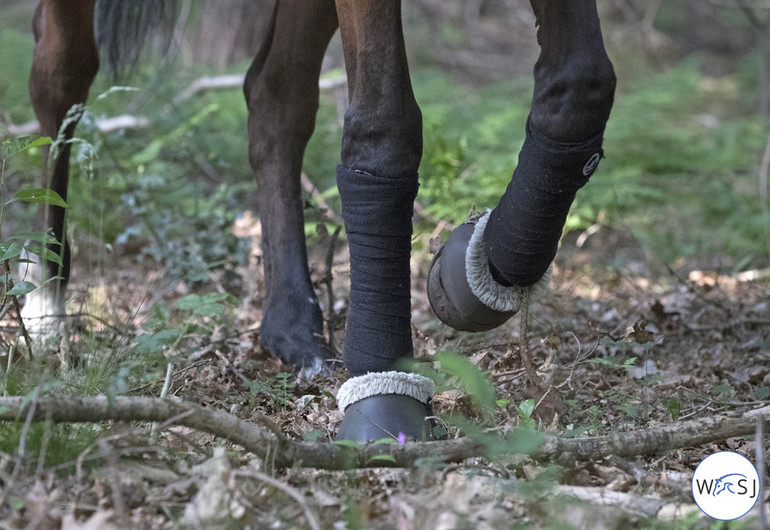 Photo © Jenny Abrahamsson for World of Showjumping. 