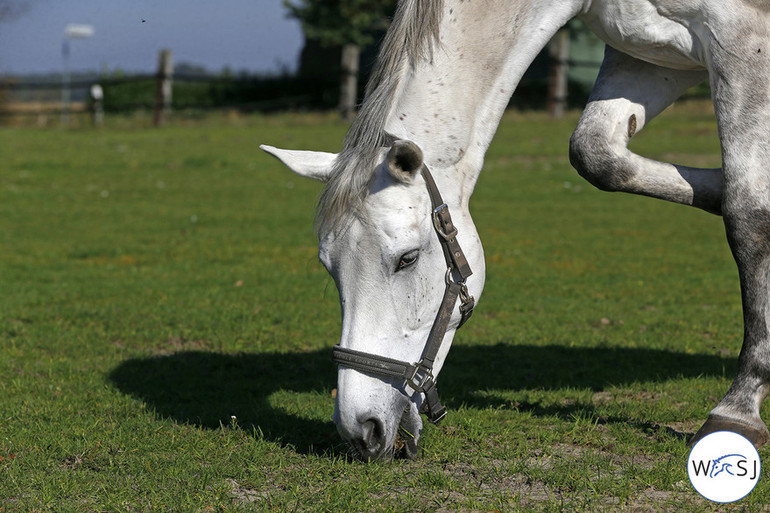 Photo © Jenny Abrahamsson for World of Showjumping.