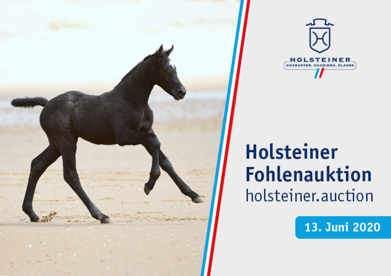Photo © Holsteiner Verband