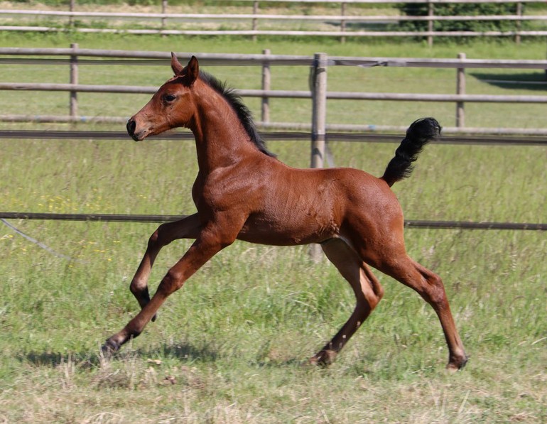 Gorgeous daughter of the CSI winner Up To You