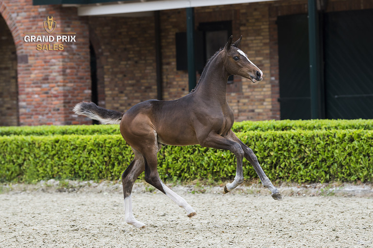 Deze Piet Z (Dominator Z x Voltaire)