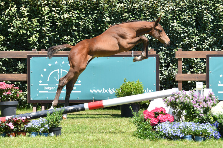 Belgian Foal Auction