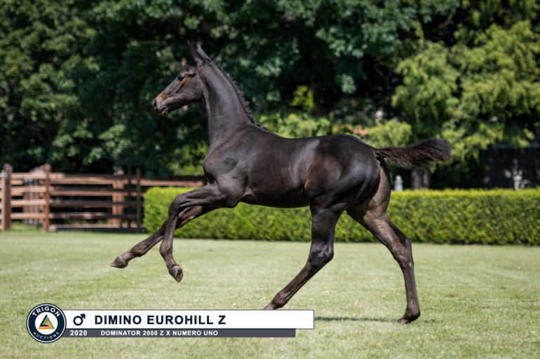 Dimino Eurohill (Dominator x Numero Uno)