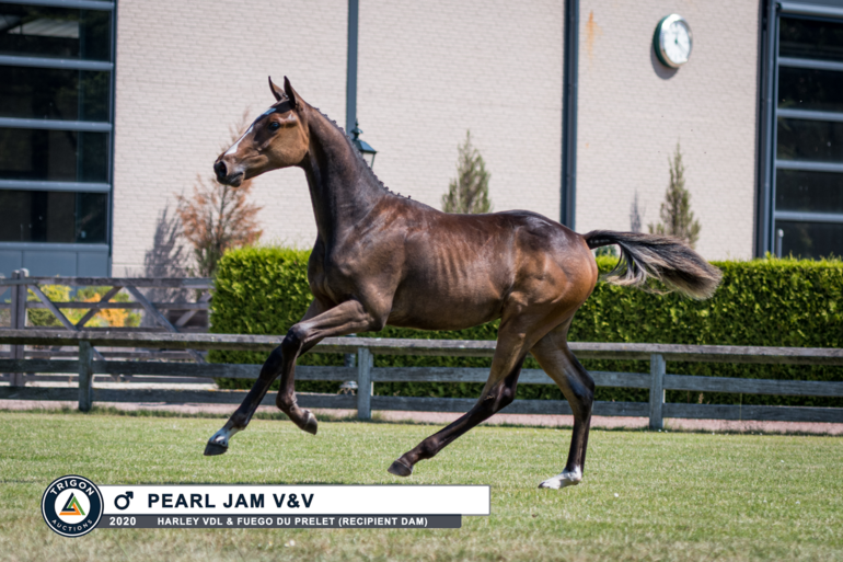 Pearl Jam V&V (Harley x Fuego du Prelet)