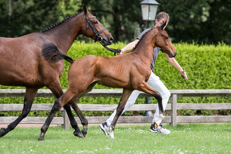 Gangster Heechhiem (Gaillard de la Pomme x Zapatero)