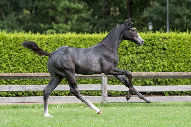 Utami van ’t Merelsnest (Leandro VG x Voltaire)