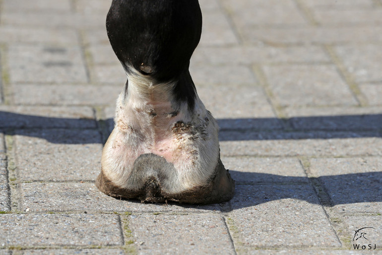 Photo © Jenny Abrahamsson for World of Showjumping.