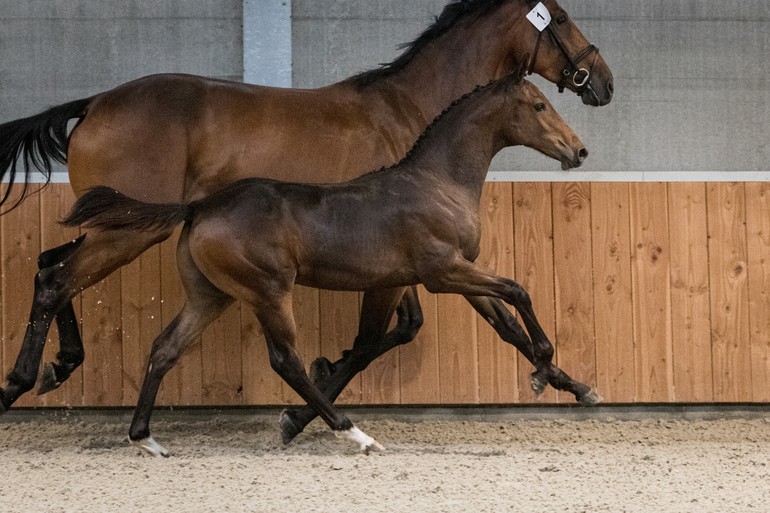 This 6th edition has no lack of sport genes, eleven very handsome foals are ready for a big future!