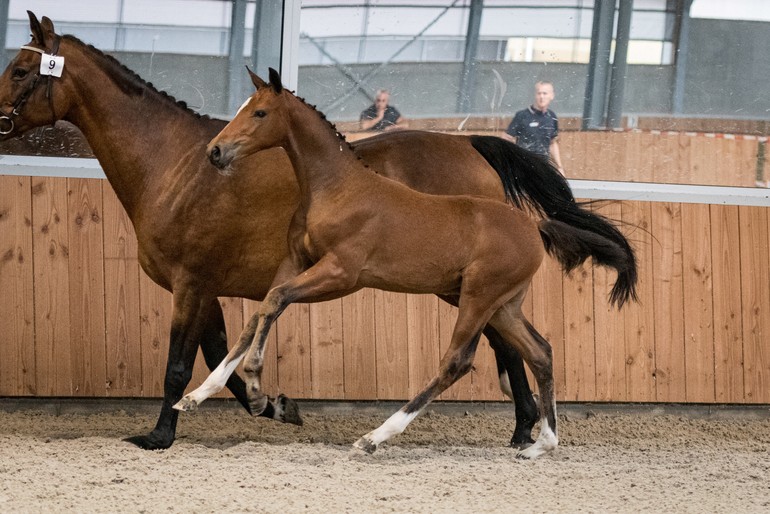 If you want a horse for the big sport you definitely need offspring of Tangelo van de Zuuthoeve. This auction contains two of his foals.