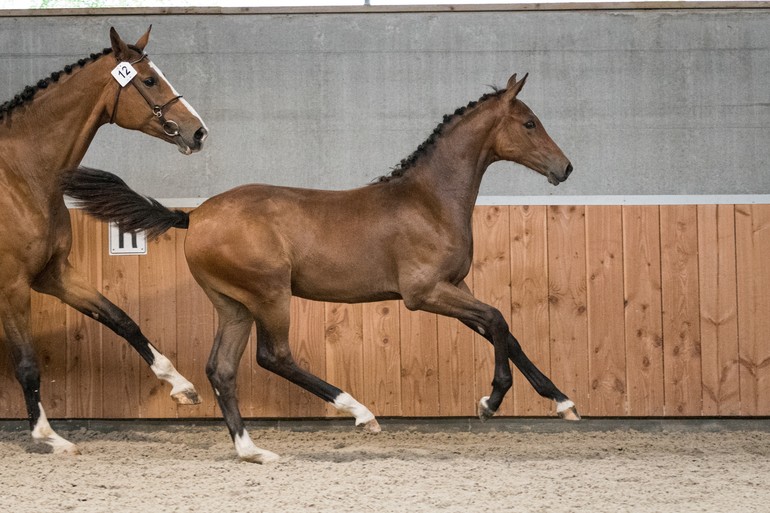 This powerful colt is a son of the Cornet Obolensky son Classic Orange Z who died way to early.