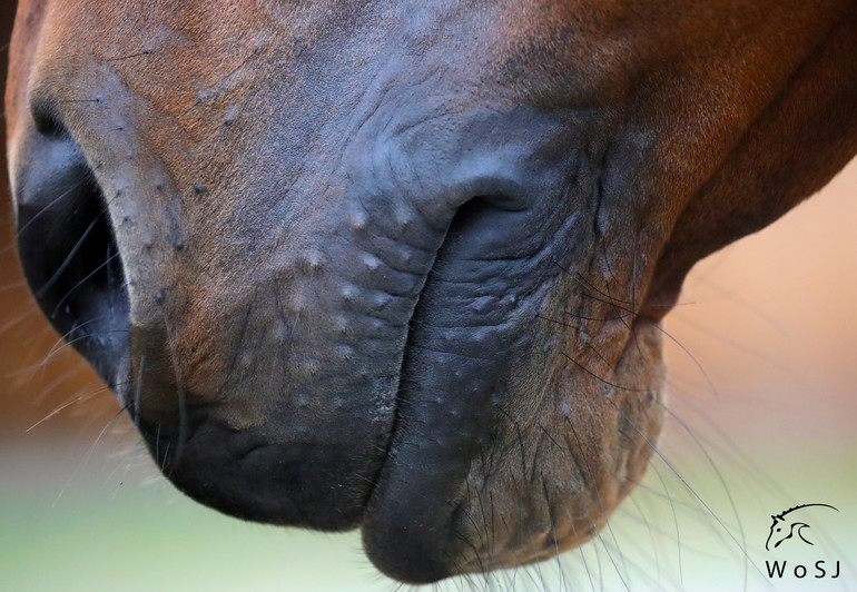 Photo © Jenny Abrahamsson for World of Showjumping.