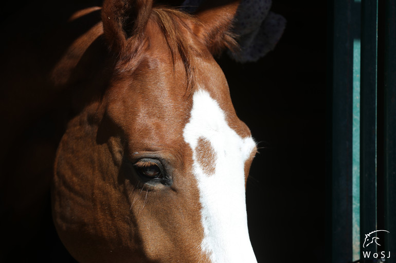 Photo © Jenny Abrahamsson for World of Showjumping.