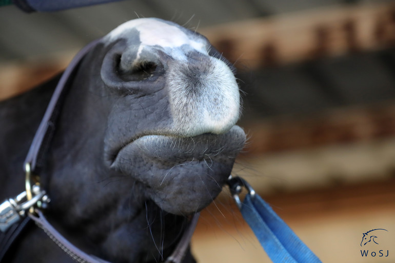 Photo © Jenny Abrahamsson for World of Showjumping.