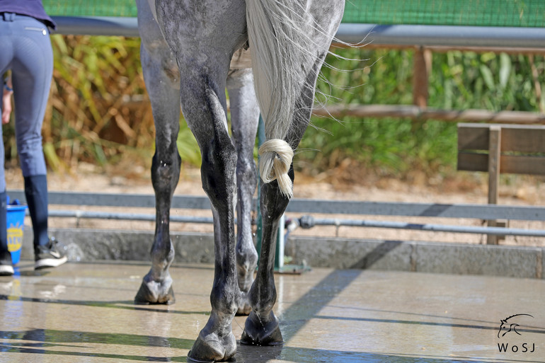 Photo © Jenny Abrahamsson for World of Showjumping.