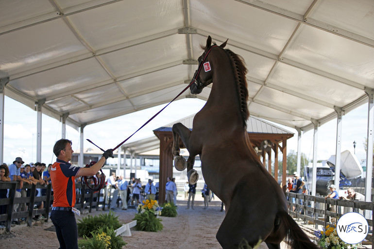 Photo © Jenny Abrahamsson for World of Showjumping.