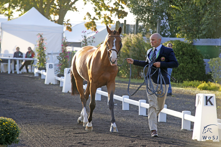 Photo © Jenny Abrahamsson for World of Showjumping.