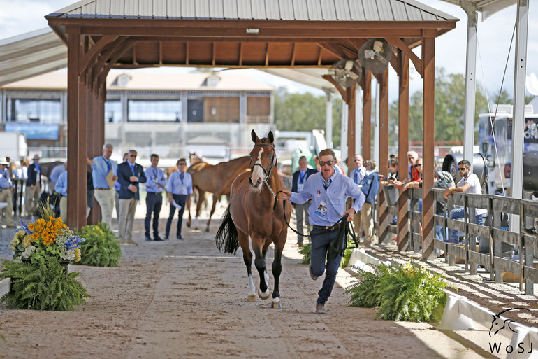 Photo © Jenny Abrahamsson for World of Showjumping.