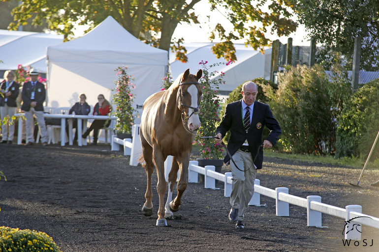 Photo © Jenny Abrahamsson for World of Showjumping.