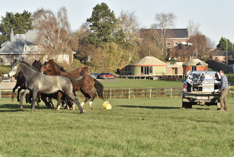 Horses and pigeons make part of Stud Hero for 10 years.
