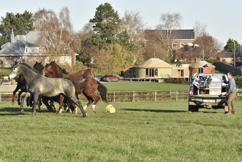 Horses and pigeons make part of Stud Hero for 10 years.