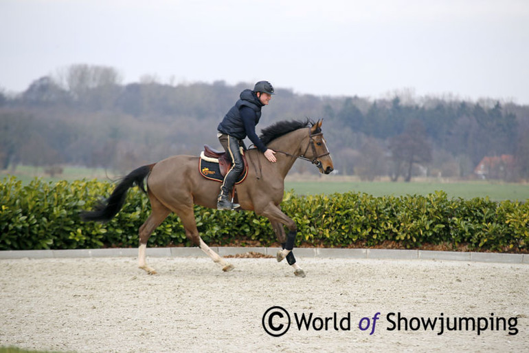 Alex on Living The Dream - who in the future will be seen with Cameron Hanley. "Alex took over Living The Dream from me as a six year old after I got injured. Nobody could have done a better job producing the horse and anything I do with the horse from here will only be possible because of Alex's good work," Cameron says to World of Showjumping. All photos by Jenny Abrahamsson.