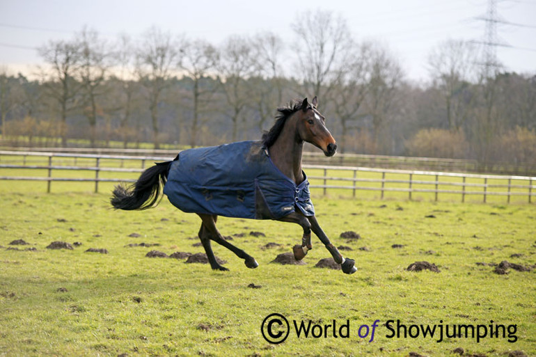 Bertram won the 2013 World Championships for six year olds in Lanaken on Barnike. Here she is out enjoying life in the field!