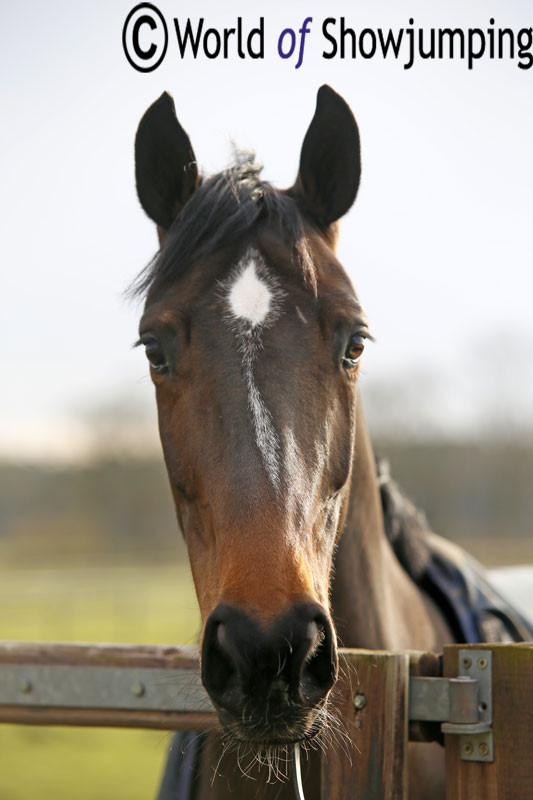 The beautiful Barnike! "Nikki is a really special horse," Bertram told WoSJ.