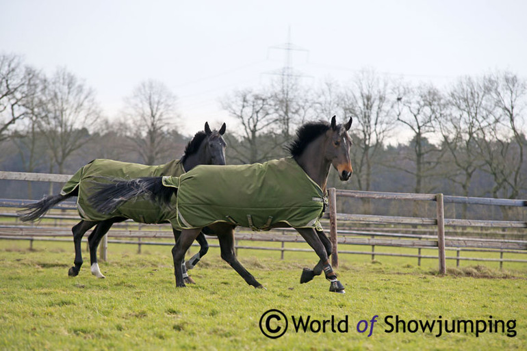 Happy horses!