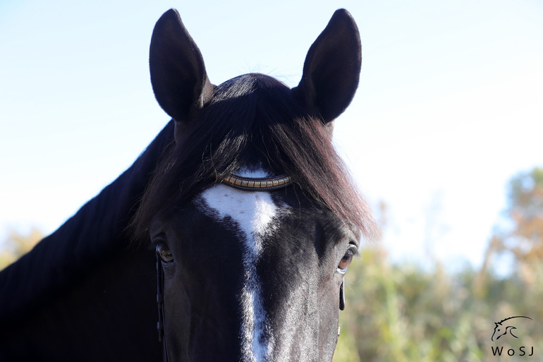 Photo © Jenny Abrahamsson for World of Showjumping.