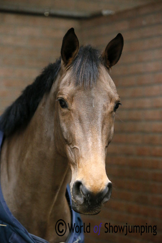 The six year old mare Dokyra Fortuna by Canturano x Quasimodo Z is a new promising horse at Stal De Sjiem.