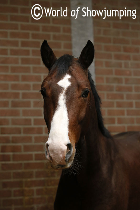 The super cute youngster Figo by Breitling is a horse Jeroen thinks very highly of. 