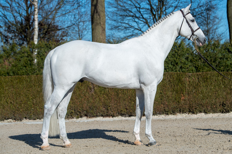 Photo © Paardenfotograaf