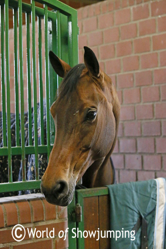 The princess of the stable; Sabrina.