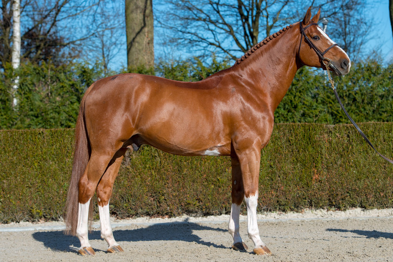 Photo © Paardenfotograaf